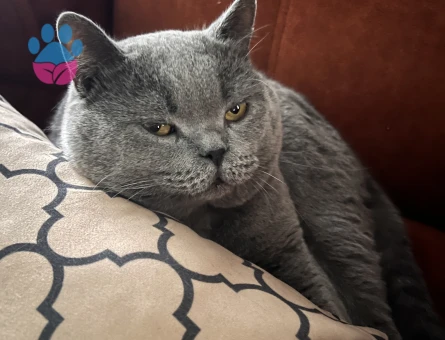 Halley⭐️ için eş arıyorum