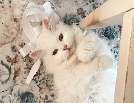 British longhair kızımıza eş arıyoruz - 118975628