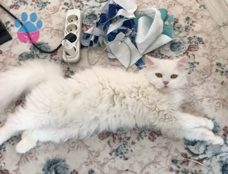 British longhair kızımıza eş arıyoruz