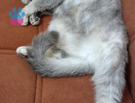 Kızımıza eş arıyoruz