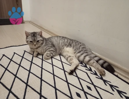 Beyaz yada sarı renk tercihimiz