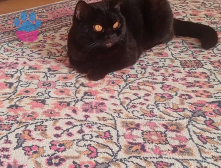 Dişi Kedime Eş Arıyorum Aşıları tam Karneli