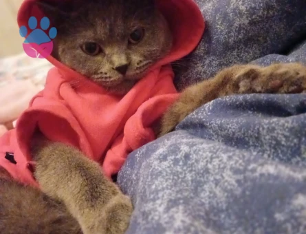 Güzel kızıma eş arıyorum