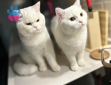 SALEM VE MARS İKİ ERKEK KARDEŞ