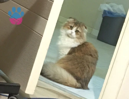 Tatlı kızımıza damat adayları arıyoruz