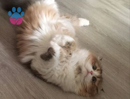 Tatlı kızımıza damat adayları arıyoruz