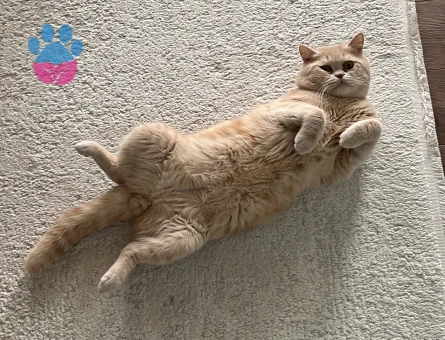 1 yaşında oğluma dişi arıyoruz