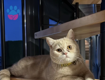 1 yaşında oğluma dişi arıyoruz