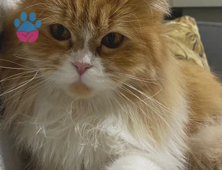 British Longhair Mia Eş Arıyorum