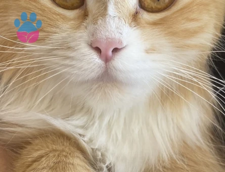 British Longhair Mia Eş Arıyorum