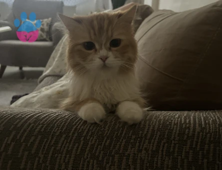British Longhair Mia Eş Arıyorum