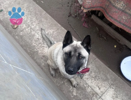 Belçika Kurdu kızıma eş arıyorum