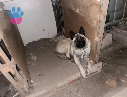 Belçika Kurdu kızıma eş arıyorum