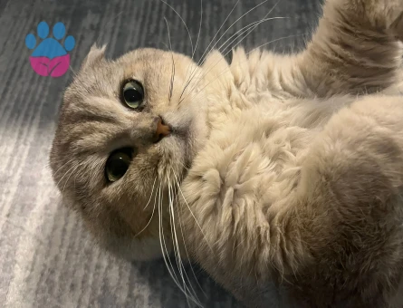 Scottish Fold Çaso için eş arıyoruz