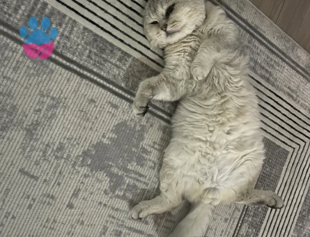 Scottish Fold Çaso için eş arıyoruz