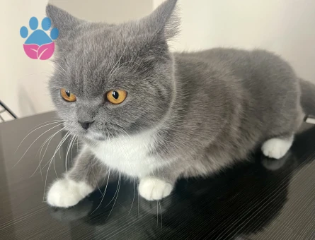 British Shorthair Dişi Kedime Eş Arıyorum