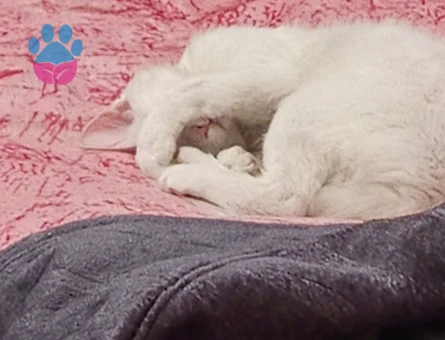 Ankara Kedisi Oğluma Eş Arıyorum