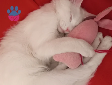 Ankara Kedisi Oğluma Eş Arıyorum