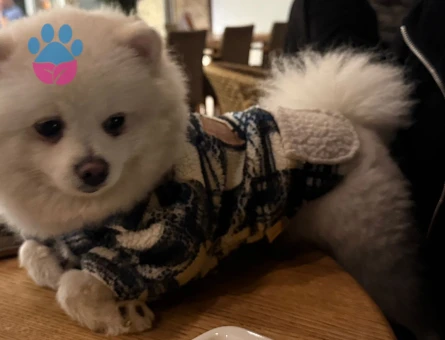 Erkek pomeranian es ariyoruz !!