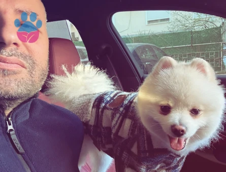 Erkek pomeranian es ariyoruz !!