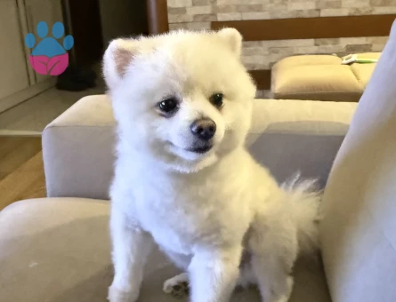 Erkek pomeranian es ariyoruz !!