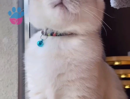 British Shorthair Lion bey Eş Arıyor