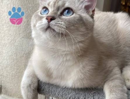 British Shorthair Lion bey Eş Arıyor