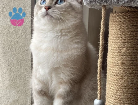 British Shorthair Lion bey Eş Arıyor