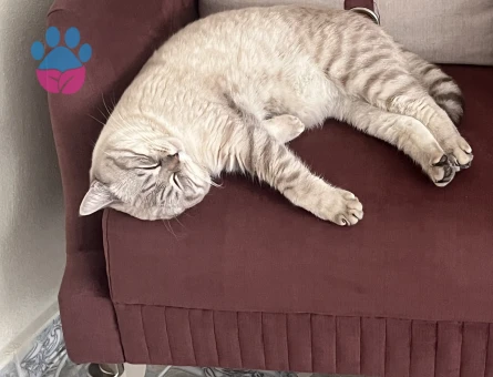 Scottish Straight Kedime eş arıyorum