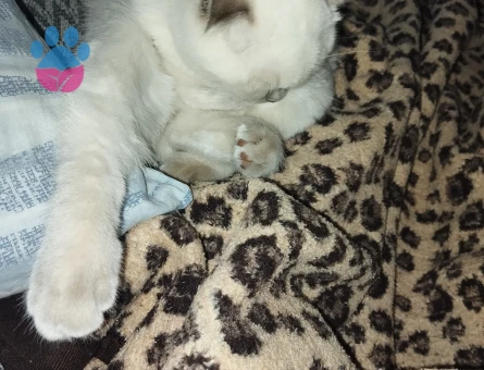 Scotttish Fold Kedime Eş arıyorum