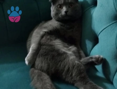 Scottish Fold 1 Yaşında Eş Arıyor