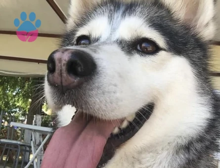 Husky Kızımız lady’e Sağlıklı Bir Eş Arıyoruz