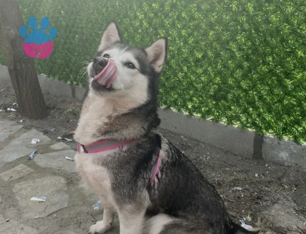 Husky Kızımız lady’e Sağlıklı Bir Eş Arıyoruz