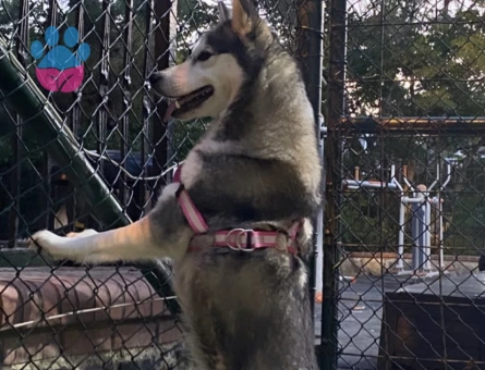 Husky Kızımız lady’e Sağlıklı Bir Eş Arıyoruz
