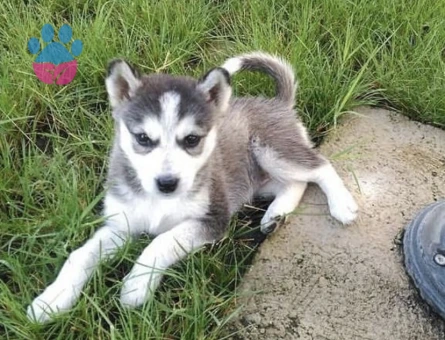 Husky Kızımız lady’e Sağlıklı Bir Eş Arıyoruz
