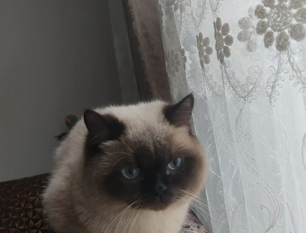 British Shorthair 1 Yaşındaki Kedime Eş Arıyorum - 118966369