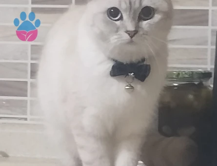 British Cinsi Dişi Kedime Eş Arıyorum