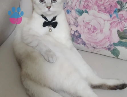 British Cinsi Dişi Kedime Eş Arıyorum