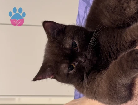 British Shorthair 1 Yaşında Kızgınlıkta