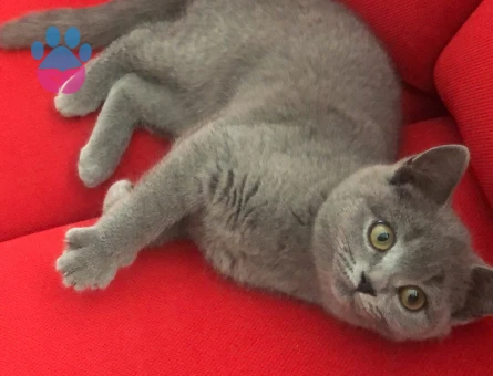 British Shorthair 1 Yaşında Eş Arıyor