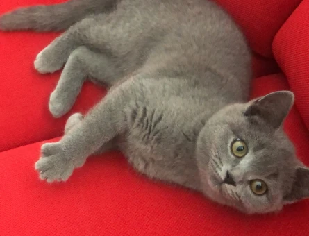 British Shorthair 1 Yaşında Eş Arıyor - 118966392