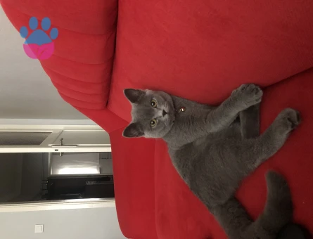 British Shorthair 1 Yaşında Eş Arıyor