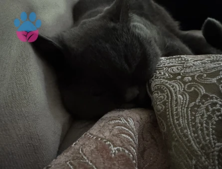 Kedime dişi arıyorum