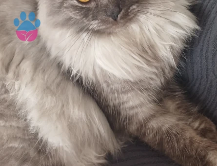 Oğlumuza eş arıyoruz