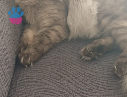 Oğlumuza eş arıyoruz