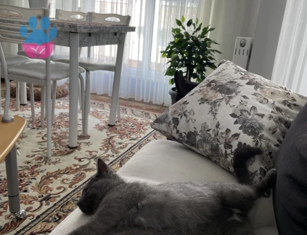 British dişi kedime eş arıyorum