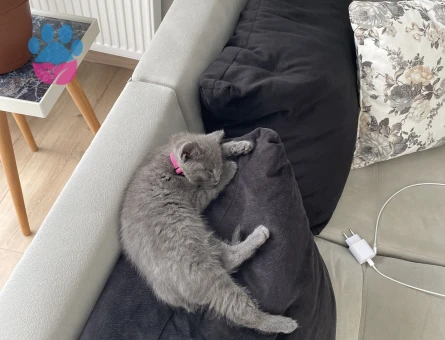 British dişi kedime eş arıyorum