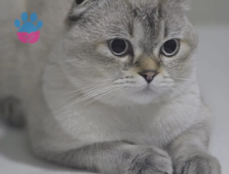 jon snow a eş arıyoruz