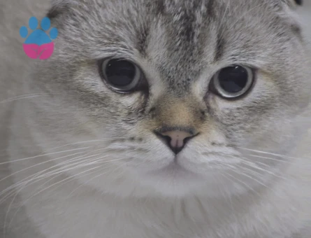 jon snow a eş arıyoruz