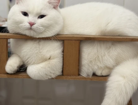 British shorthair - 118976386
